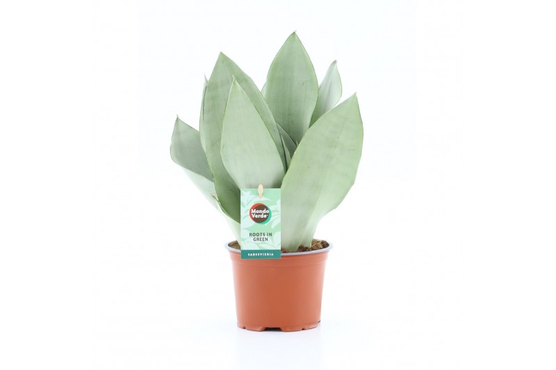 Sansevieria moonshine 