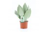 Sansevieria moonshine