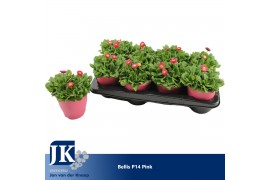 Bellis perennis rusher rose Ton Sur Ton pot