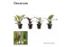 Philodendron Philodendron gemengd div. soorten P12 (Decorum) 3 pp 