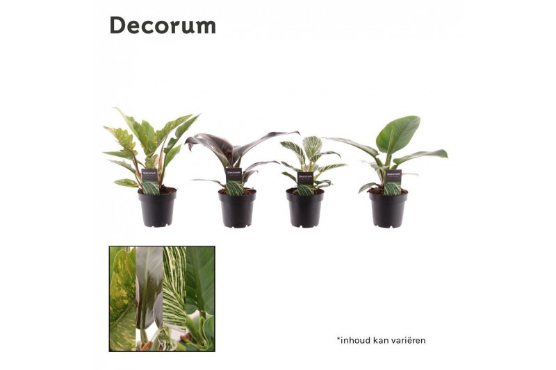 Philodendron Philodendron gemengd div. soorten P12 (Decorum) 3 pp Philodendron Philodendron gemengd div. soorten P12 (Decorum) 3 pp