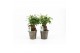 Ficus microcarpa bonsai Retusa in Iron Leaf 