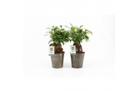 Ficus microcarpa bonsai Retusa in Iron Leaf