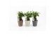 Ficus microcarpa bonsai Retusa in Nature keramiek 