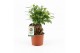 Ficus microcarpa bonsai Retusa 