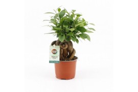 Ficus microcarpa bonsai Retusa