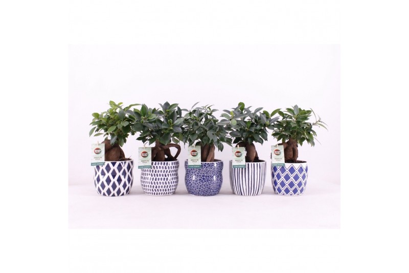 Ficus microcarpa retusa in delft blue keramiek 