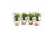Ficus microcarpa retusa in noah mand pastel 