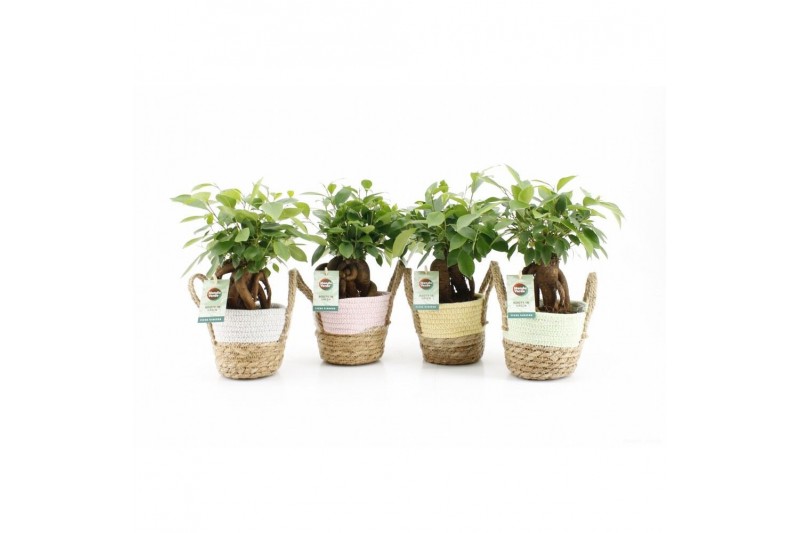 Ficus microcarpa retusa in noah mand pastel 