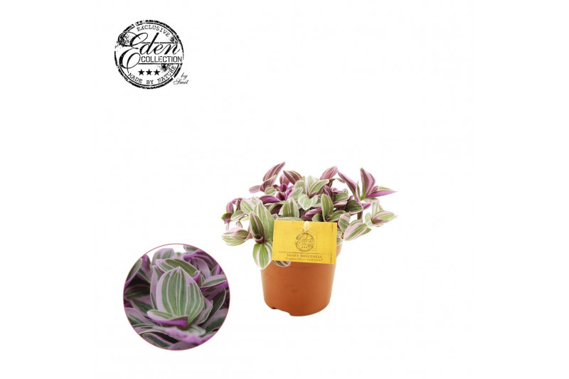 Tradescantia cerinthoides sweetness 