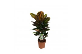 Codiaeum petra