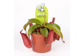 Nepenthes bloody mary