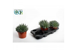 Aloe aristata
