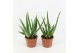 Aloe vera 