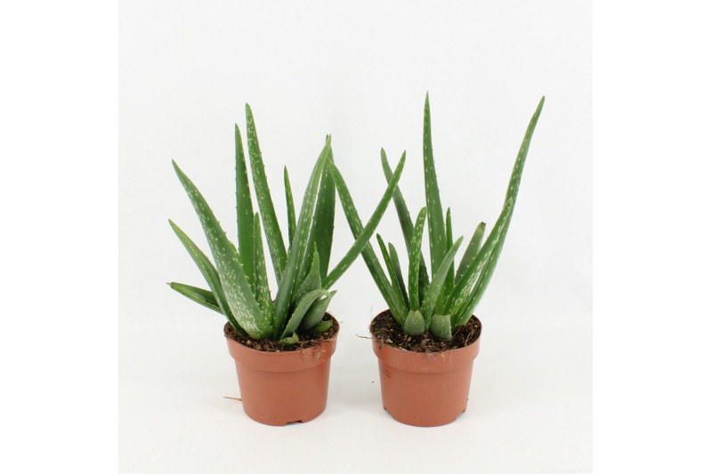 Aloe vera 