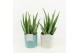 Aloe vera in tess keramiek 