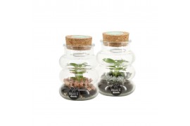 Arrangementen waterplanten 90755: Terrarium arrangement