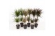 Dracaena mix 45-15 