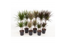 Dracaena mix 45-15