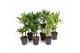 Dracaena mix 30-10 