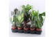 Kamerplanten mix M-10 Mixplanten zonder showdoos 