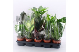 Kamerplanten mix M-10 Mixplanten zonder showdoos