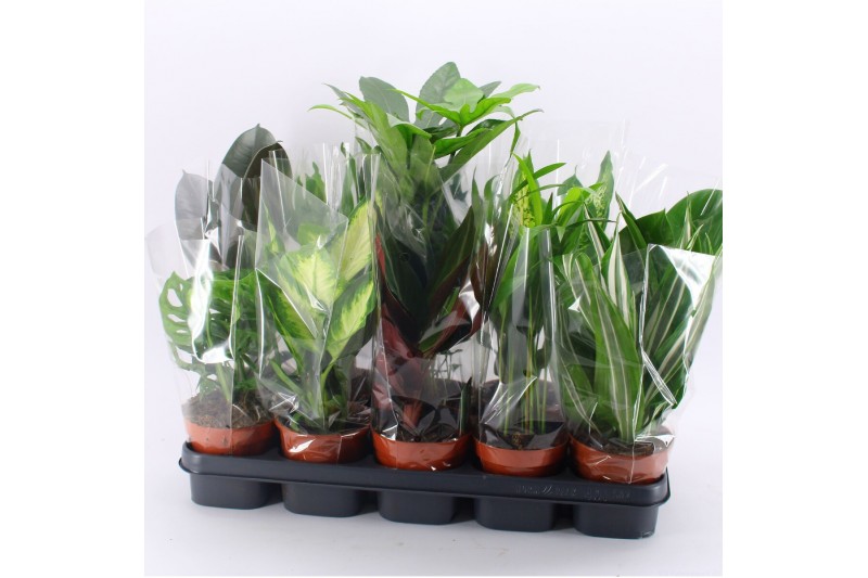 Kamerplanten mix M-10 Mixplanten zonder showdoos Kamerplanten mix M-10 Mixplanten zonder showdoos