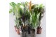 Kamerplanten mix in showdoos M-8 los Mixplanten los 