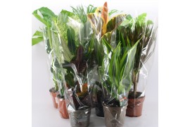 Kamerplanten mix in showdoos M-8 los Mixplanten los
