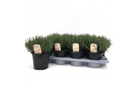 Thymus vulgaris faustini