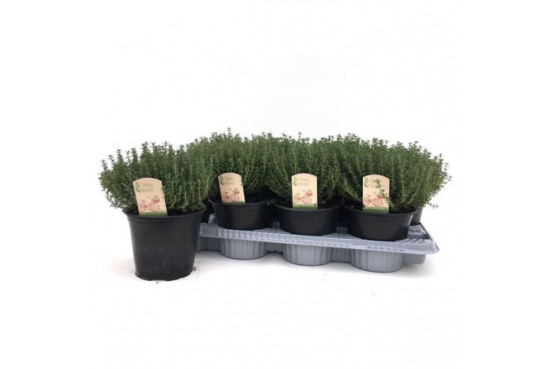 Thymus vulgaris faustini 