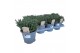 Thymus vulgaris faustini 