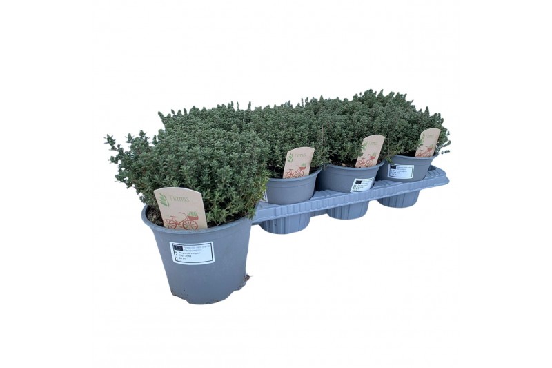 Thymus vulgaris faustini 
