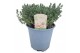 Thymus vulgaris faustini 