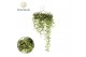Arrangementen dischidia Dischidia op kledinghanger mix overig pp 