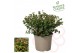 Molinae Pretty Berry Ugni molinae Pretty Berry P17 1 pp 30 cm diameter 