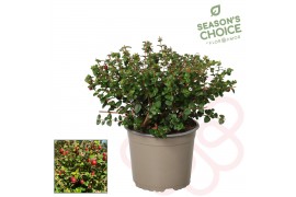 Molinae Pretty Berry Ugni molinae Pretty Berry P17 1 pp 30 cm diameter