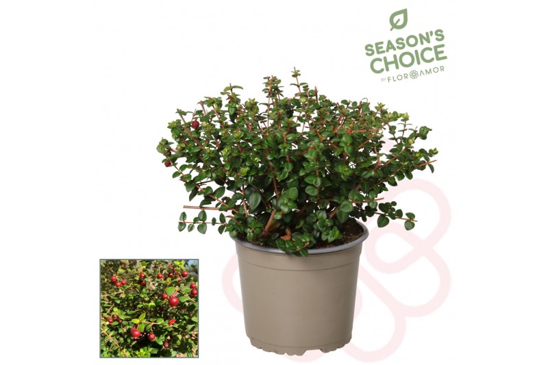 Molinae Pretty Berry Ugni molinae Pretty Berry P17 1 pp 30 cm diameter 