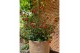 Molinae Pretty Berry Ugni molinae Pretty Berry P17 1 pp 30 cm diameter 