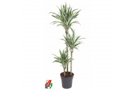 Dracaena fragr. der. white stripe in Santorini pot wit