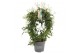 Jasminum polyanthum Boog - 300+ bloem 