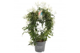 Jasminum polyanthum Boog - 300+ bloem