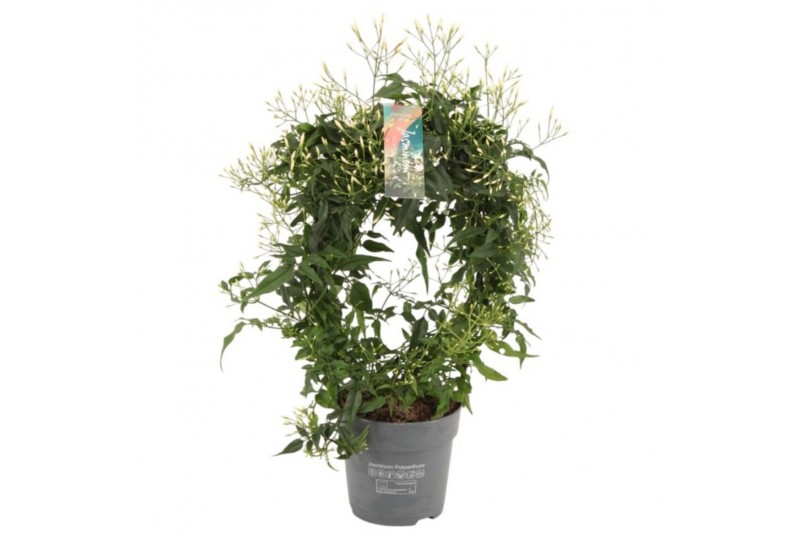 Jasminum polyanthum Boog - 300+ bloem 