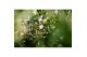 Jasminum polyanthum Boog - 300+ bloem 