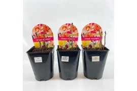 Paeonia mix Paeonia 26CM 7L Itoh mix