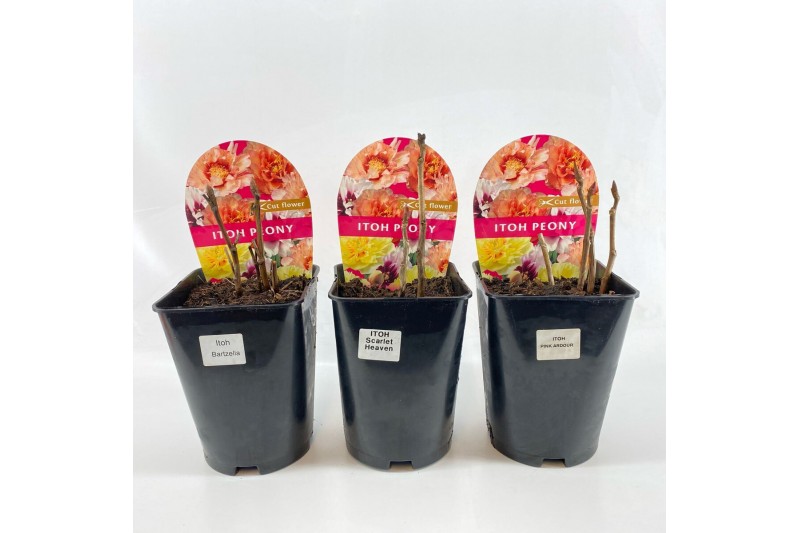 Paeonia mix Paeonia 26CM 7L Itoh mix 
