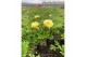 Paeonia mix Paeonia 26CM 7L Itoh mix 