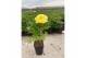 Paeonia mix Paeonia 26CM 7L Itoh mix 