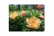 Paeonia mix Paeonia 26CM 7L Itoh mix 