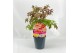 Paeonia mix Paeonia 26CM 7L Itoh mix 